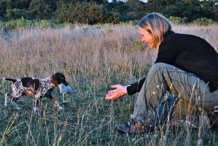 
 A very young GSP returning with a retrieve